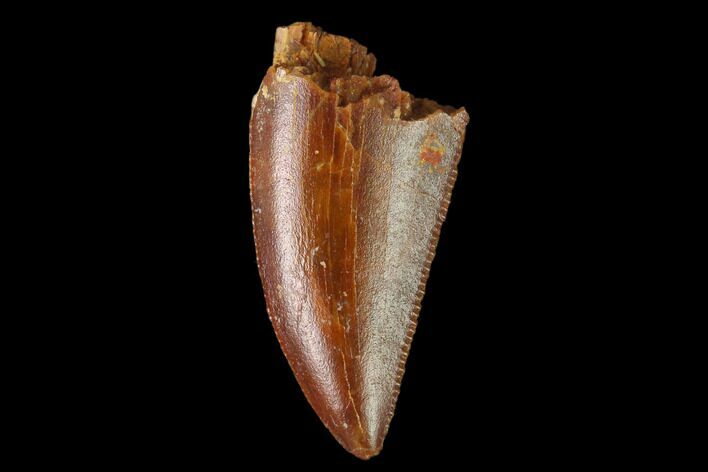 Serrated, Raptor Tooth - Real Dinosaur Tooth #137210